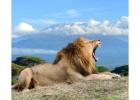  Unforgettable Tanzania Tours & Safaris: Explore Wildlife, Culture, & Adventure