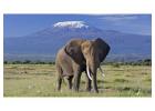  Kenya Safari Tours | Unforgettable Wildlife Adventures - Afrishare Trekking & Safaris