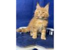 Maine Coon Kittens in Wisconsin – Adorable, Lovable Gentle Giants Await