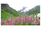 Valley of Flowers Trek