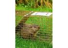 Simcoe Muskoka Wildlife: Expert Rodent Control Services