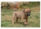 American Bully Puppies For Sale In Surat