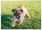 British Bulldog Puppies For Sale In Surat