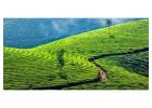 Kerala Honeymoon Packages