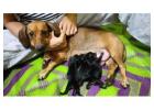 Dachshund Puppies For Sale In Surat