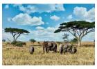 Experience the Wild – Unforgettable African Safari Tours!