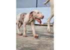 Great Dane Puppies For Sale In Surat