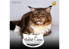 Maine Coon Kittens For Sale in Wisconsin: Adopt Feline Royalty Today!