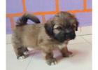 Lhasa Apso Puppies For Sale In Surat