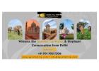 Witness the Sunrise Taj Mahal & Elephant Conservation from Delhi