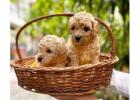 Poodle Puppies in Pune