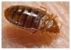 Bed Bugs Services in Lucknow