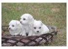 Maltese Puppies in Bangalore