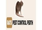 Perth Pest Control Rats 