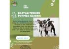 Adorable Boston Terrier Puppies for Sale in Illinois