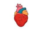 Cardiac Care in India - heart specialists surgeons | cardiologist