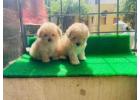 Maltipoo Puppies in Bangalore