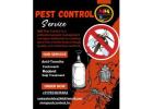 Shield Your Property with Our Powerful Anti-Termite Solution