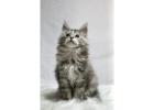 Maine Coon Cats For Sale : Fluffy Tails, Forever Friends!