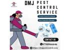 Pest Control in Chennai 