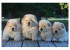 Chow Chow Puppies in Bangalore