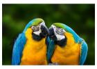 Buy Healthy, Tamed, and Talking Parrots Online – Worldwide Shipping! 