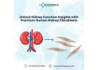 Unlock Kidney Function Insights with Premium Human Kidney Fibroblasts