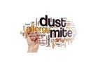 Effective Dust Allergy Clean Up for Clean, Fresh Air