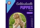 Goldendoodle Puppies Indiana : Fluffy Companions Waiting for You!