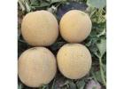 M255 Big Galia Melon Variety F1 with High Disease Resistance