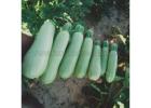 Jade 808 Hybrid Summer Squash Variety