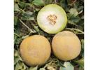 M254 Big Sweet Hybrid Galia Melon Seed