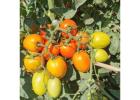 T178 Semi Determinate Saladette Tomato Varieties