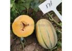 M176 F1 Janna Type Hybrid Melon Seed