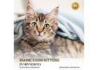 Maine Coon Kittens in Minnesota: Lovable Family Companions