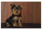 Yorkshire Terrier Puppies in Delhi