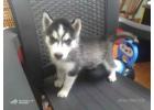 Siberian Husky Puppies For Sale In Chennai