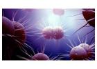 Neisseria Gonorrhoeae Detection -  Bioassayplus