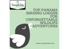Top Panama Birding Lodges for Unforgettable Wildlife Adventures