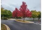 Maple Tree Naperville