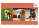 Home Based Pet Boarding in Gurgaon 