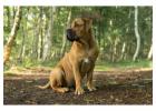 Boerboel Puppies For Sale In Dehradun