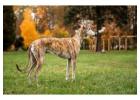 Rampur Hound Puppies For Sale In Dehradun