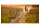 Looking for a Wildlife Resort in Jim Corbett?