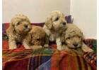 Cavapoo Puppies For Sale In Bhopal