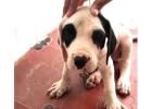Bully kutta Puppies For Sale In Bhopal