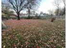 Reliable Backyard Cleaning Services You Can Trust - Martens Lawn Care