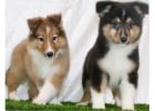 Rough collie Puppies For Sale In Bhopal